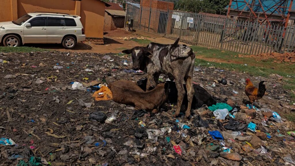 Cow in Garbage-Strewn Urban Landscape A cow foraging through scattered garbage in a polluted urban environment with fencing and buildings in the background.